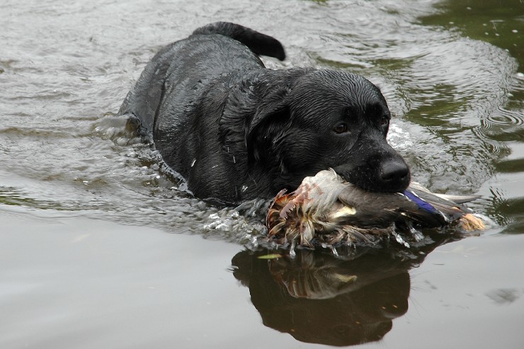 Storms water retrieve.jpg